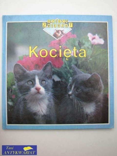 KOCIĘTA