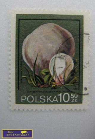 ZNACZEK - PURCHAWICA OLBRZYMIA
