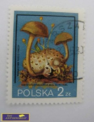 ZNACZEK - Podgrzybek Pasodniczy