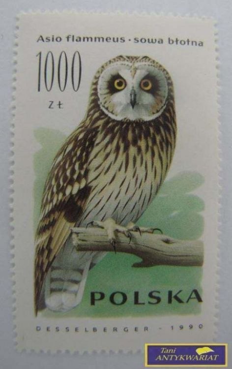 ZNACZEK Sowa błotna