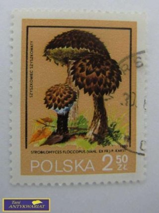 ZNACZEK - Szyszkowiec Szyszkowaty