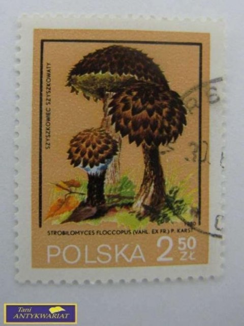 ZNACZEK - Szyszkowiec Szyszkowaty