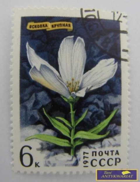 ZNACZEK - JASKIER DUŻY 1977 R.