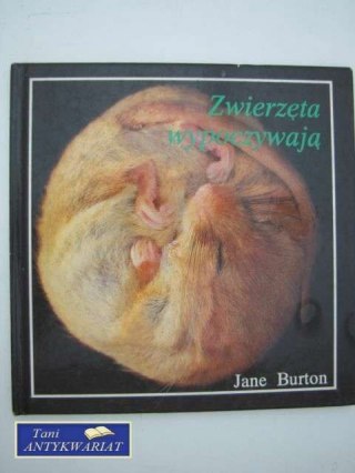 ZWIERZĘTA WYPOCZYWAJĄ