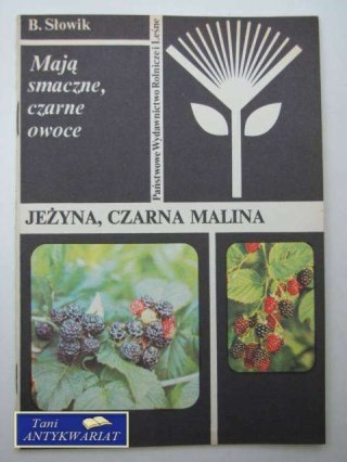 JEŻYNA, CZARNA MALINA