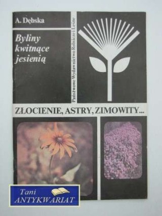 ZŁOCIENIE ASTRY ZIMOWITY