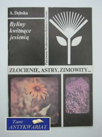 ZŁOCIENIE ASTRY ZIMOWITY