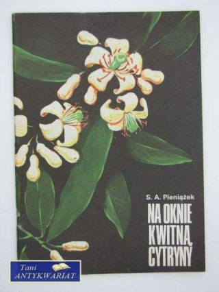 NA OKNIE KWITNĄ CYTRYNY
