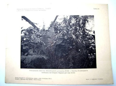 PIÓROPUSZ WŁAŚCIWY